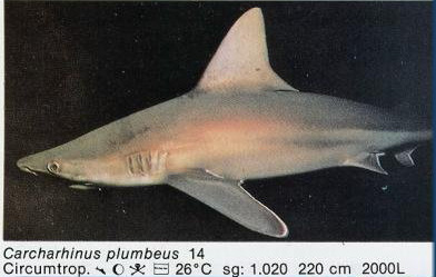 Carcharhinus plumbeus